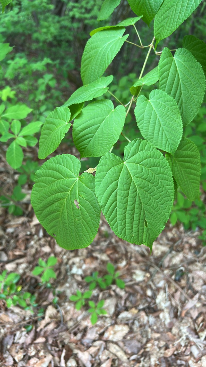 Acer distylum photo 4