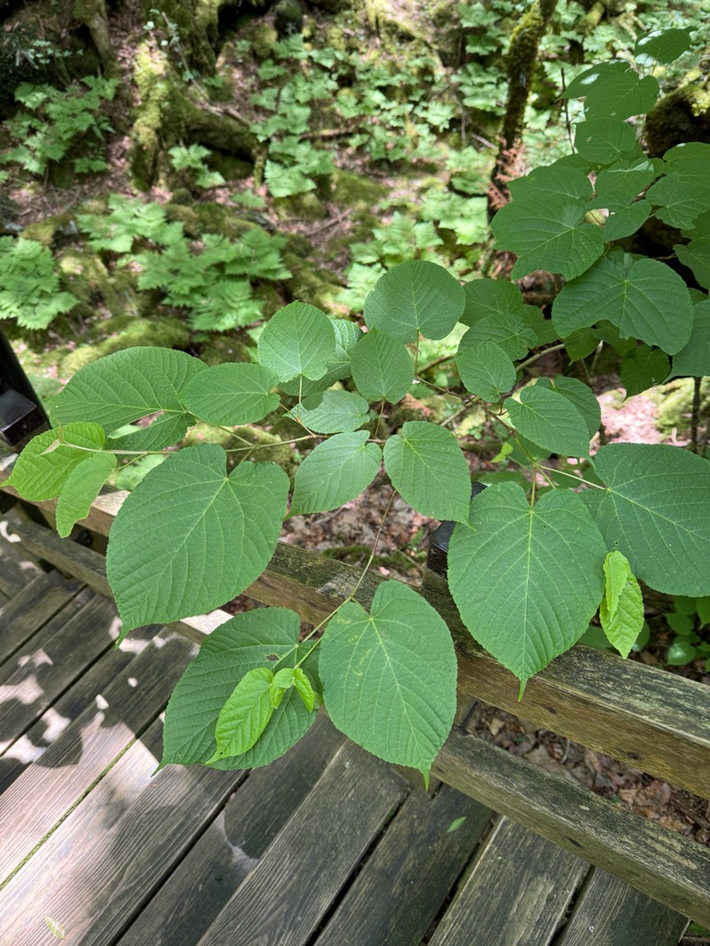 Acer distylum photo 5
