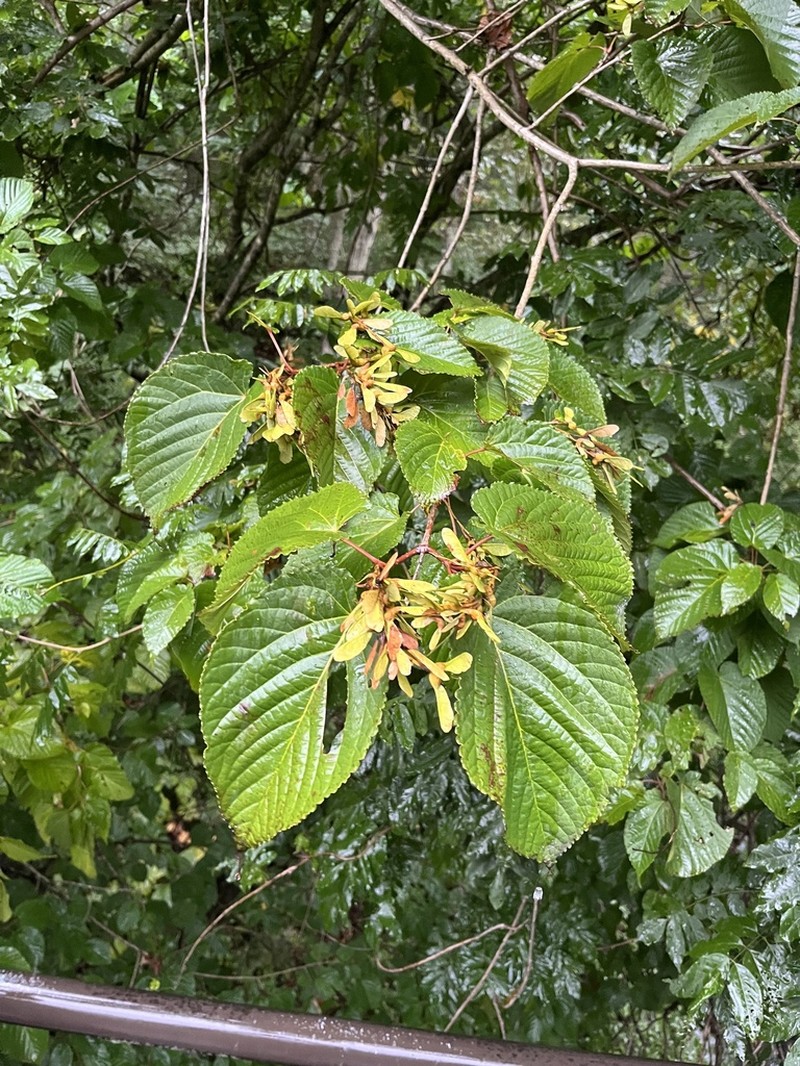 Acer distylum photo 6