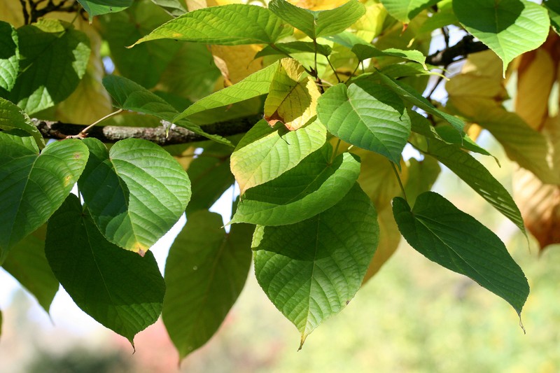 Acer distylum photo 7