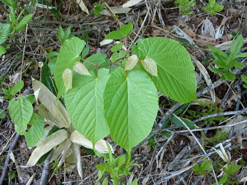 Acer distylum photo 8