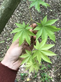 Acer duplicatoserratum