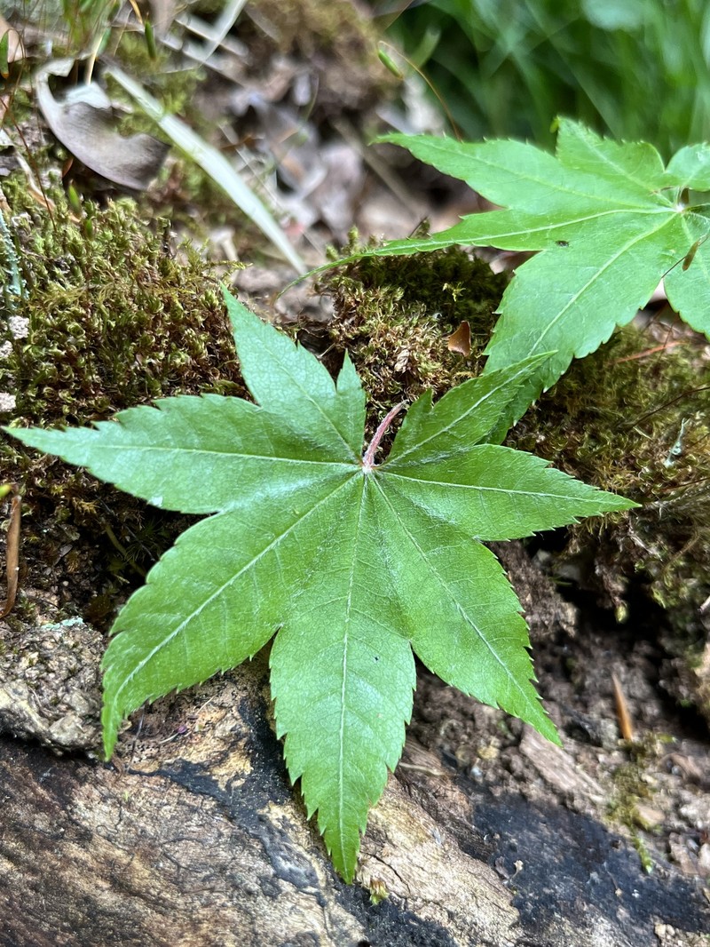 Acer duplicatoserratum photo 3