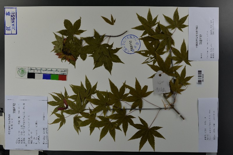Acer duplicatoserratum photo 5