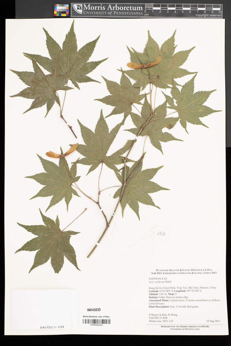 Acer duplicatoserratum photo 6
