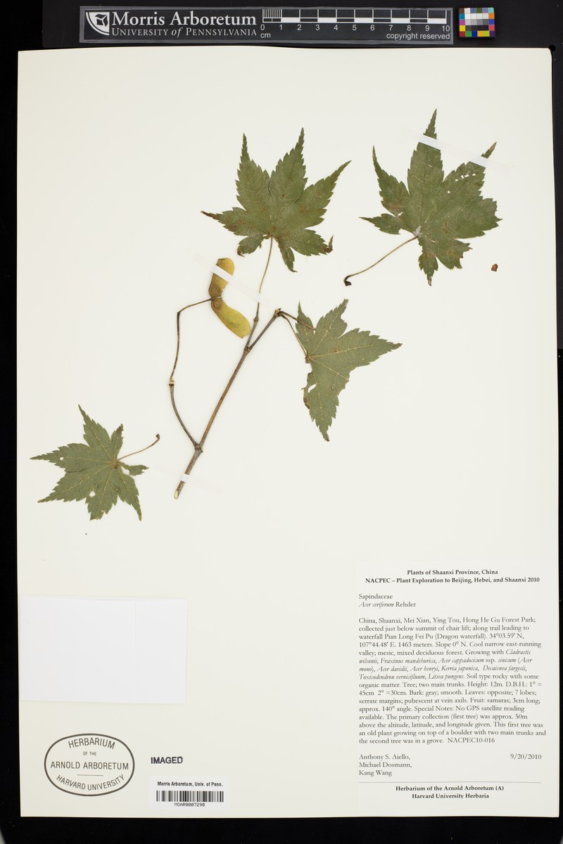 Acer duplicatoserratum photo 7