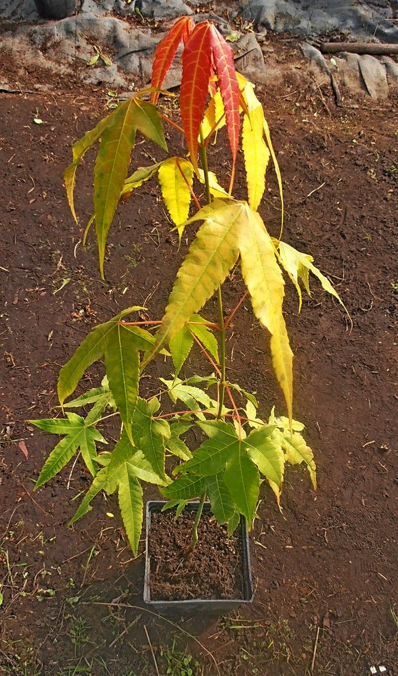 Acer elegantulum