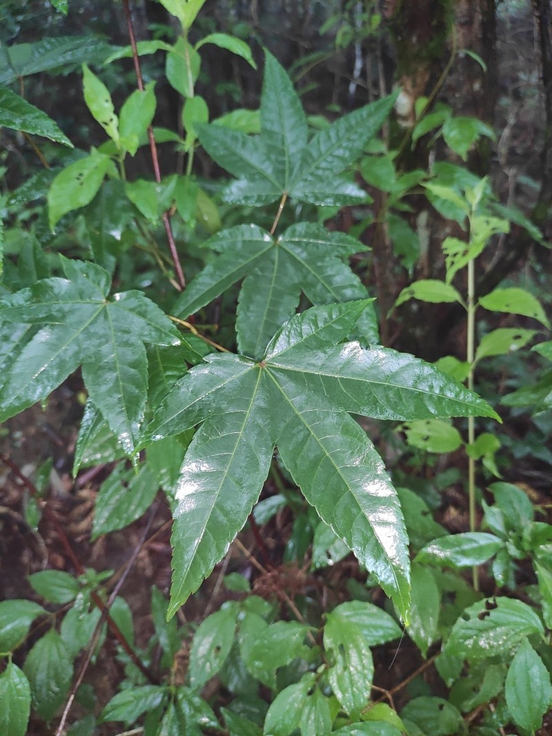 Acer elegantulum photo 2