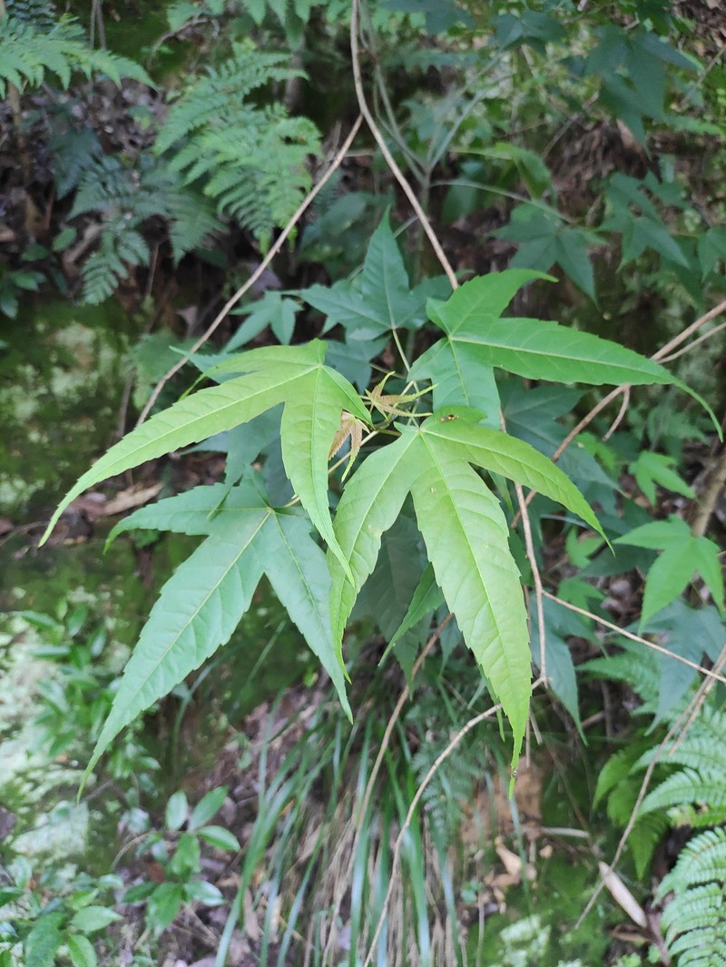 Acer elegantulum photo 6