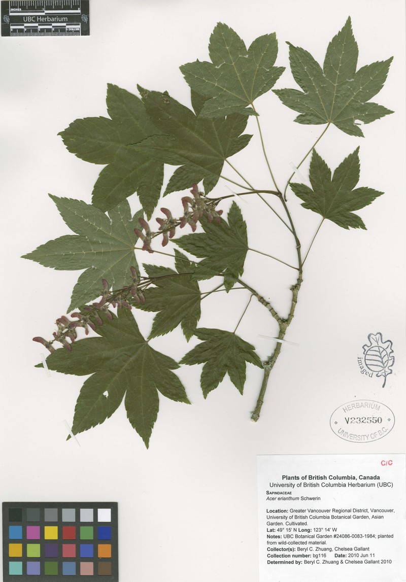 Acer erianthum photo 4