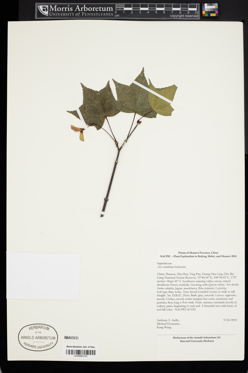 Acer erianthum photo 6