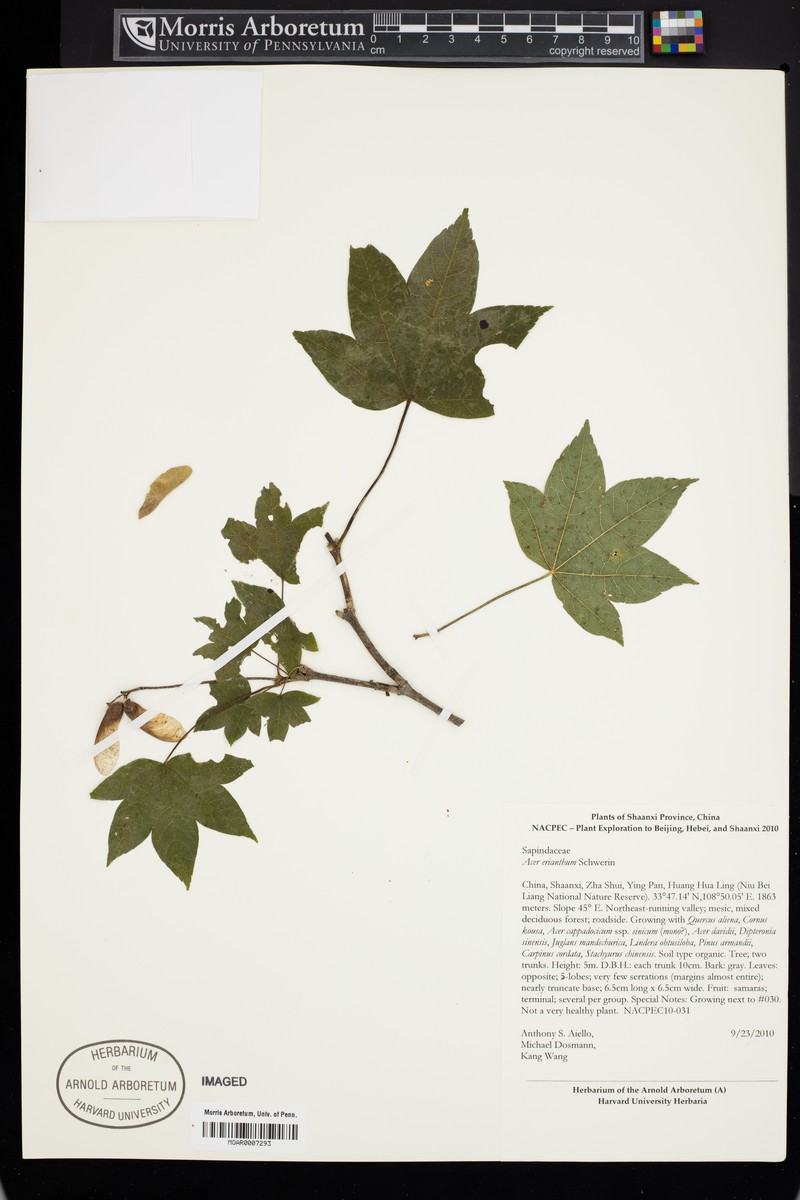 Acer erianthum photo 7