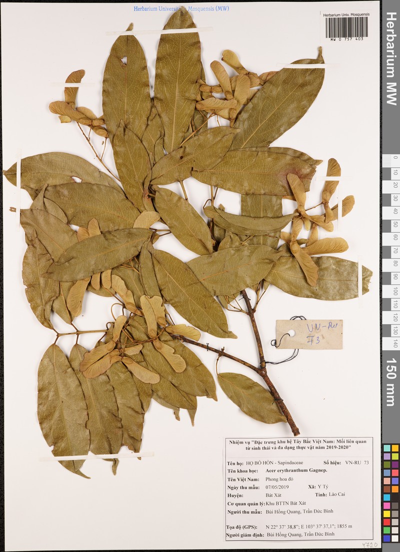 Acer erythranthum photo 2
