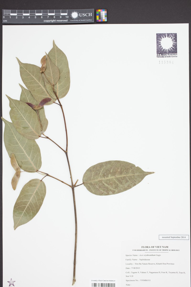 Acer erythranthum photo 3