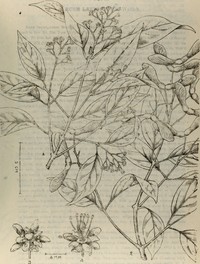 Acer fabri