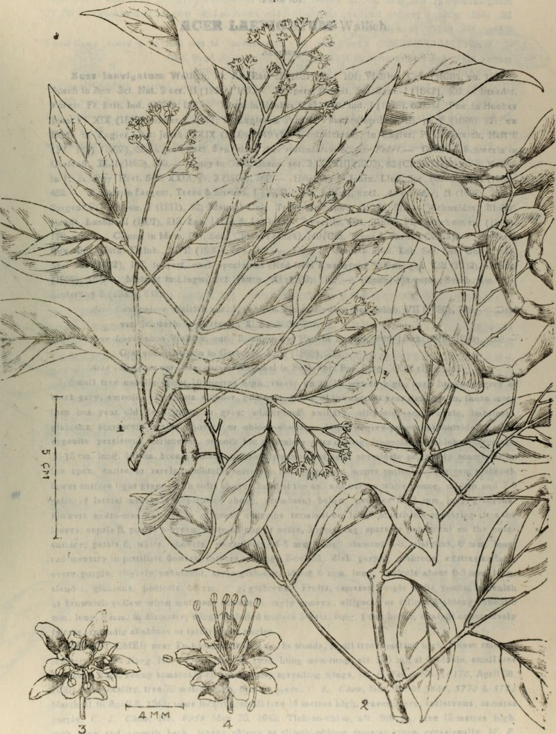 Acer fabri