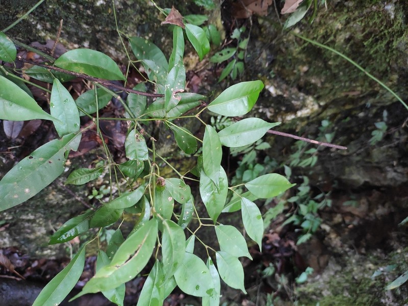 Acer fabri photo 2