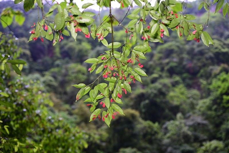 Acer fabri photo 3