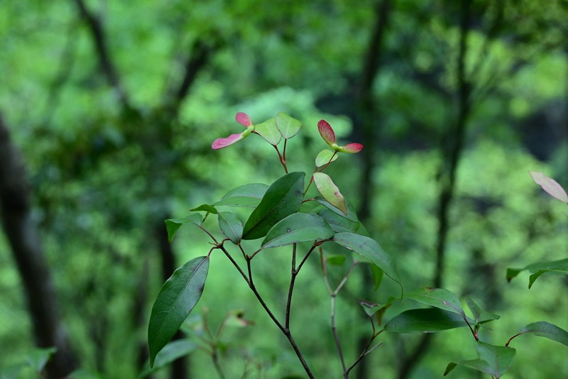 Acer fabri photo 4