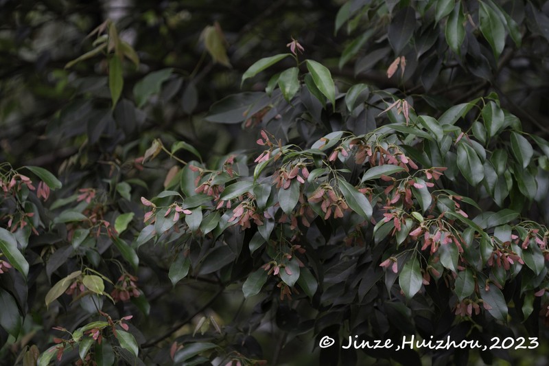 Acer fabri photo 6