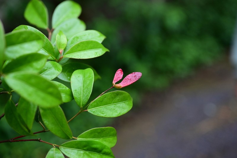 Acer fabri photo 7