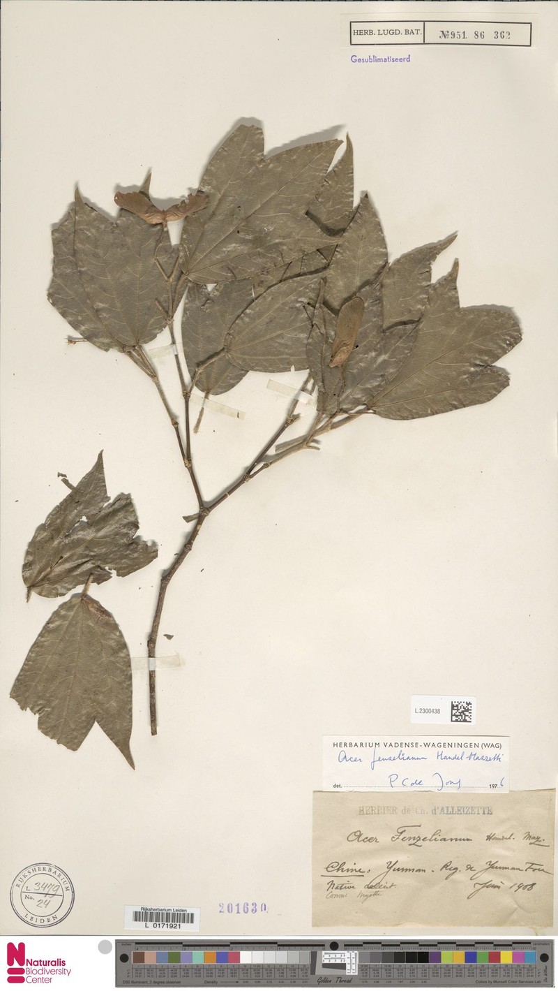 Acer fenzelianum photo 3