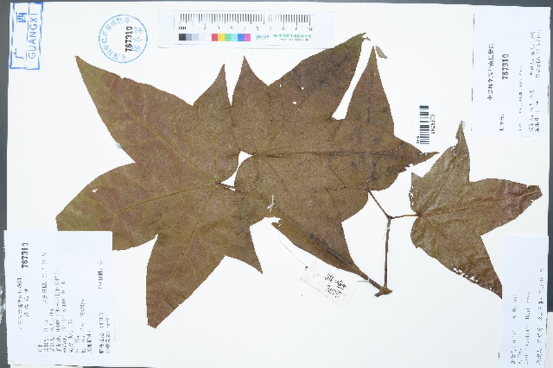 Acer fenzelianum photo 2