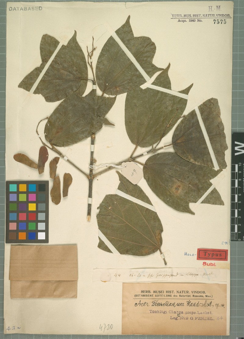 Acer fenzelianum photo 3