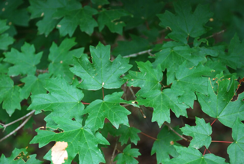 Southern Sugar Maple photo 2
