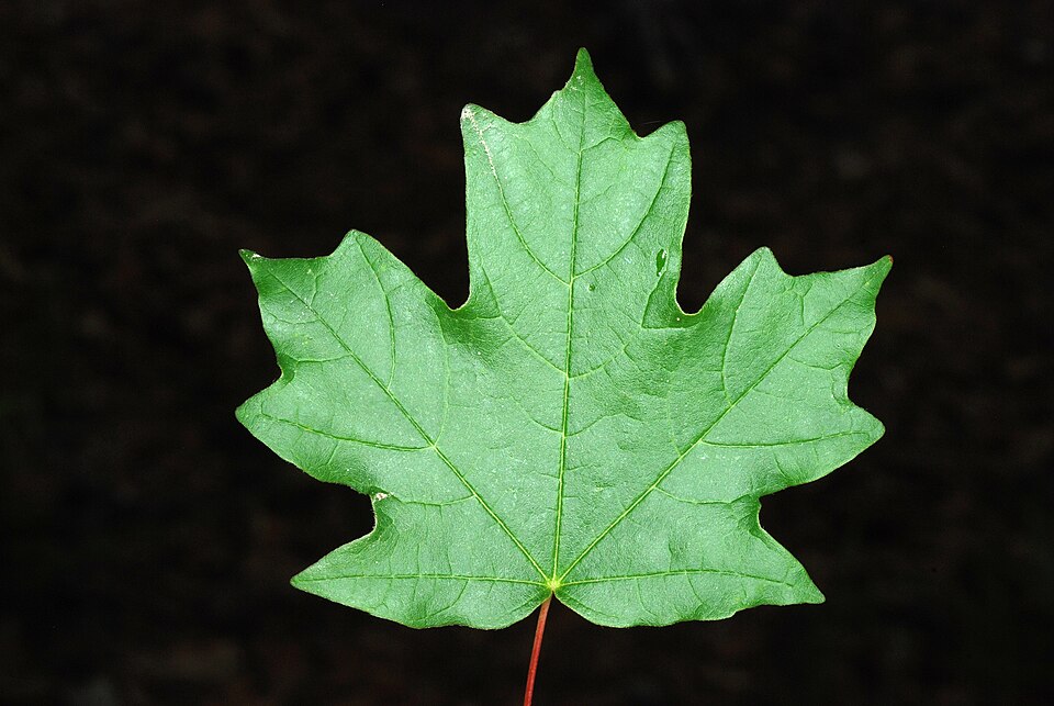 Southern Sugar Maple photo 3