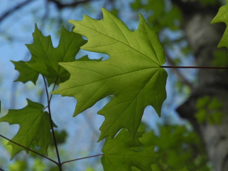 Southern Sugar Maple photo 4