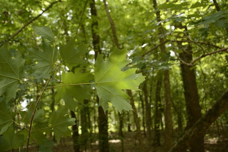 Southern Sugar Maple photo 5