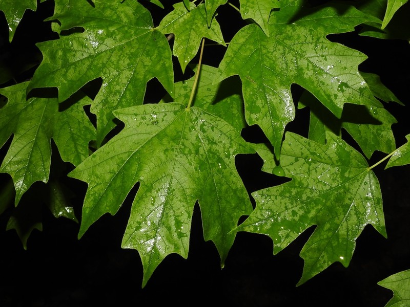 Southern Sugar Maple photo 6