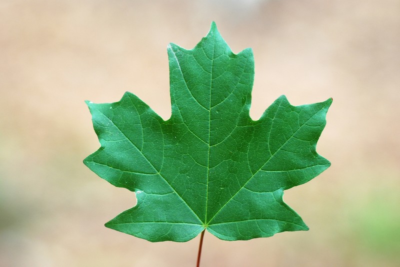 Southern Sugar Maple photo 7