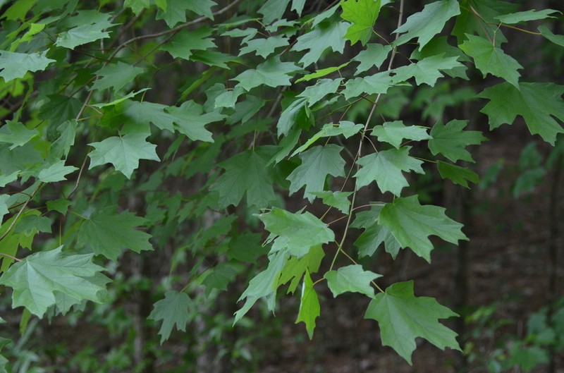 Southern Sugar Maple photo 8