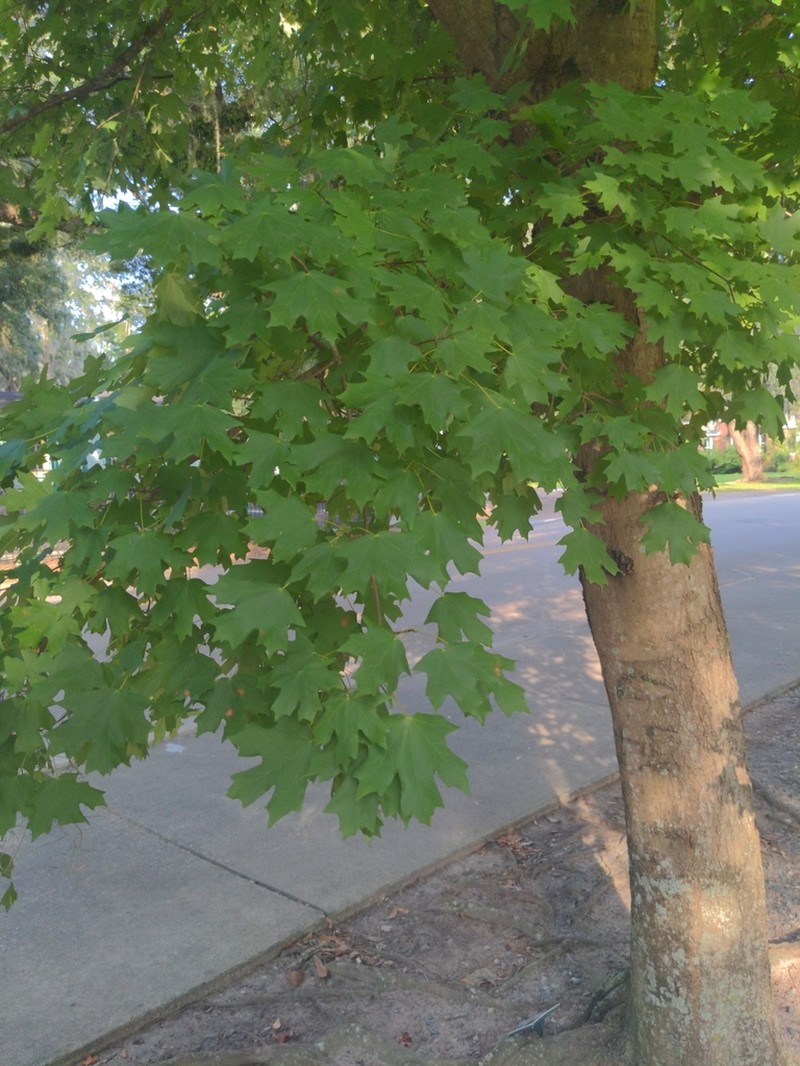 Southern Sugar Maple photo 9