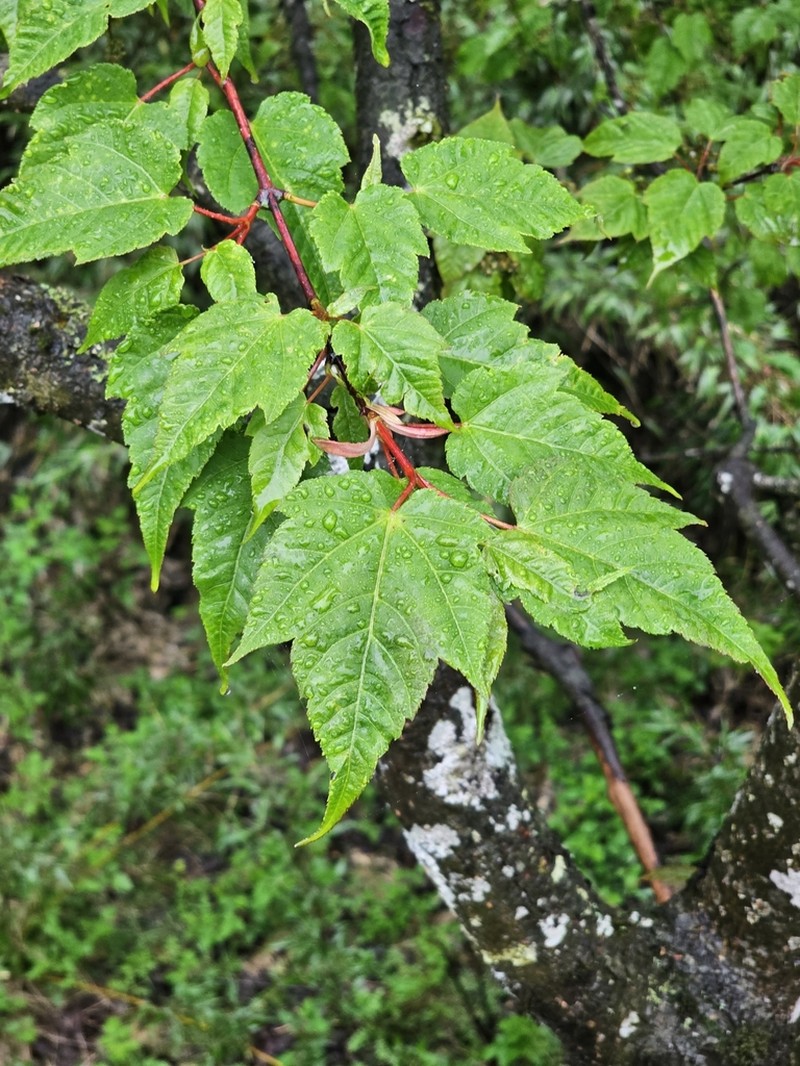 Acer forrestii photo 2