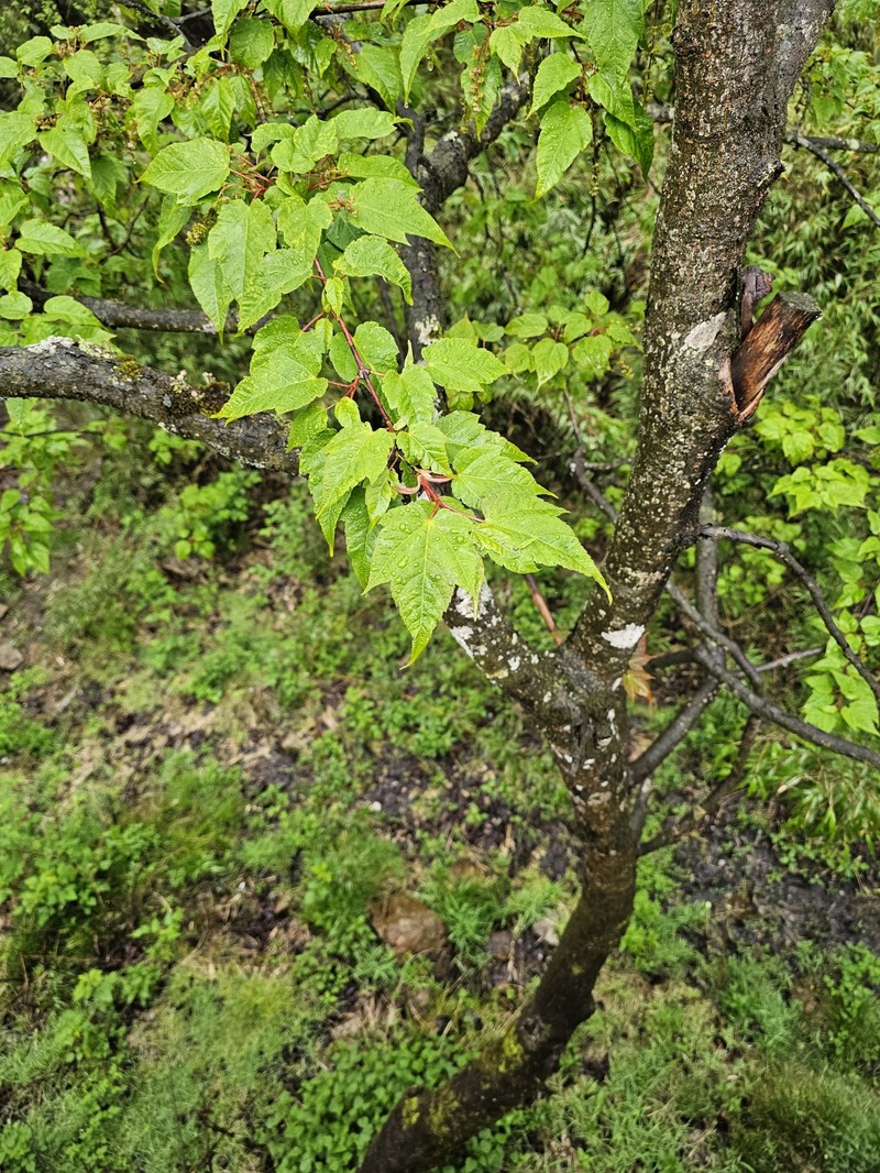 Acer forrestii photo 3