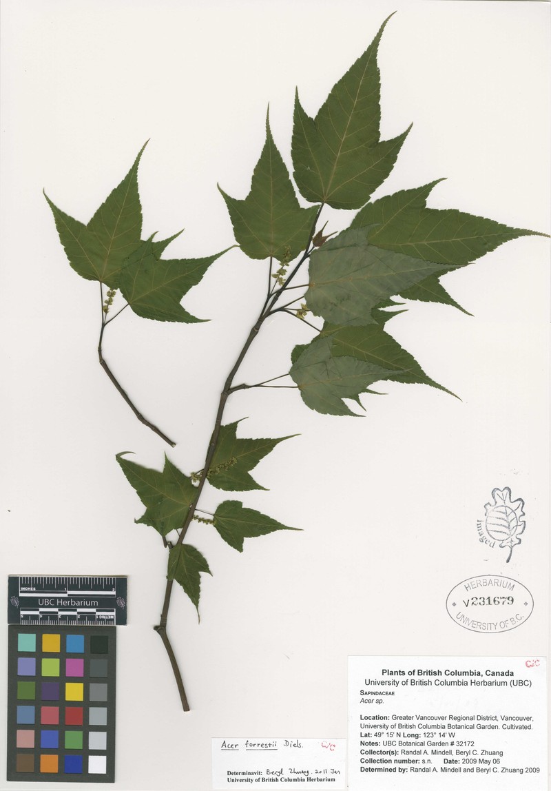 Acer forrestii photo 5