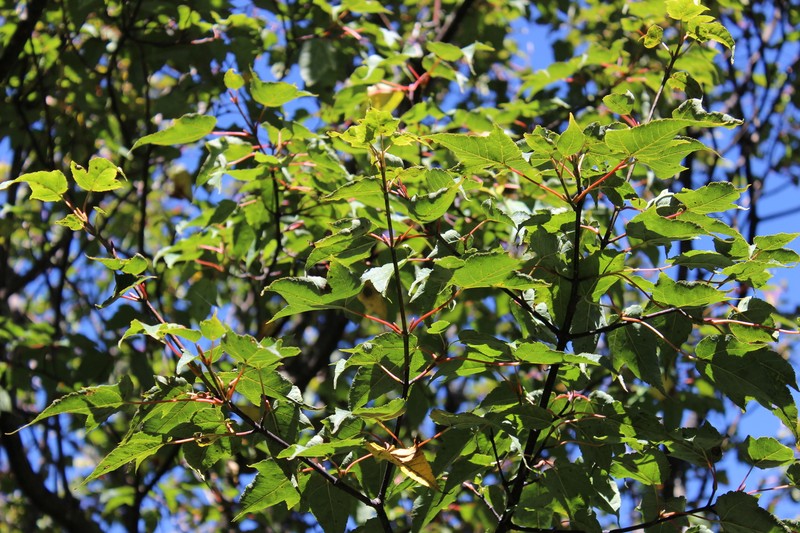 Acer forrestii photo 6