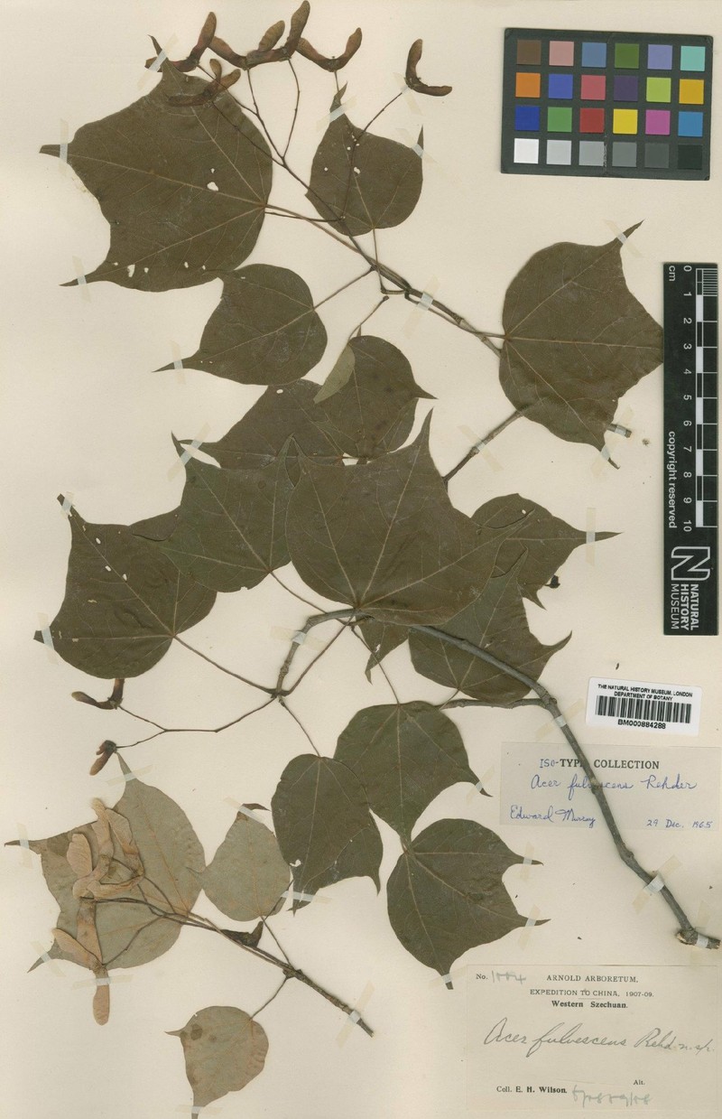 Acer fulvescens