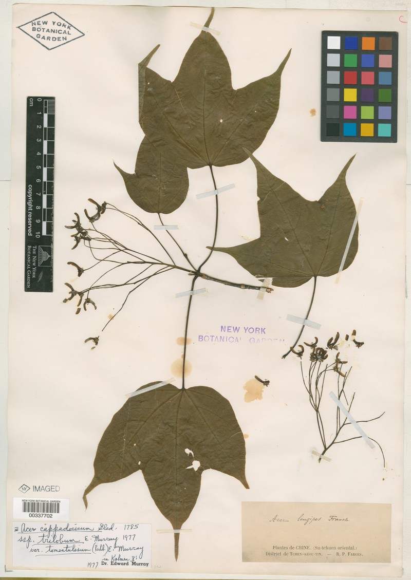 Acer fulvescens photo 4