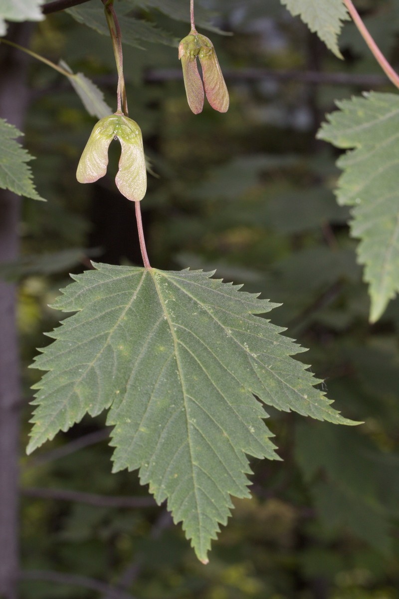Rocky Mountain Maple