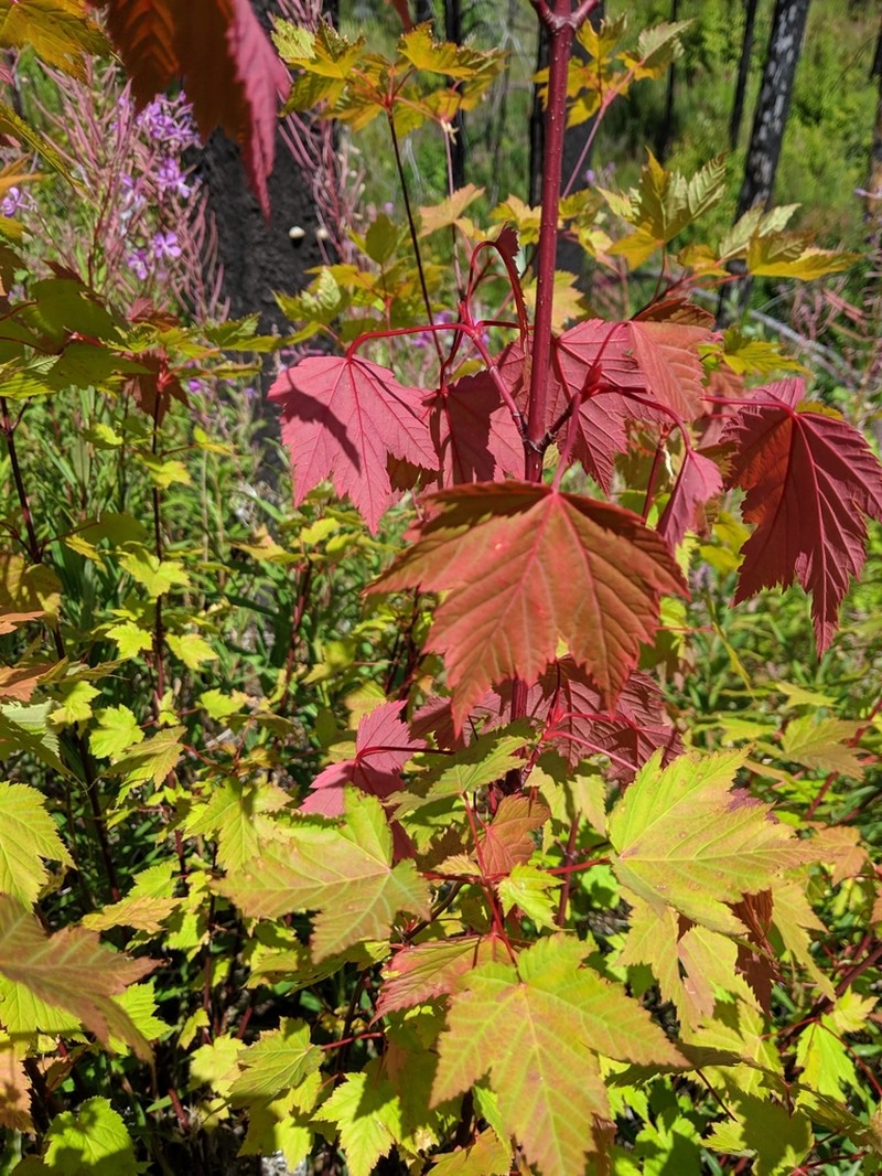Rocky Mountain Maple photo 2