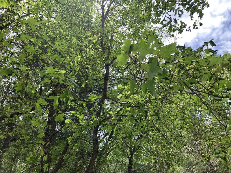 Rocky Mountain Maple photo 3