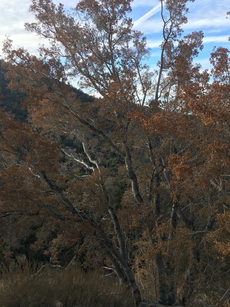 Rocky Mountain Maple photo 4