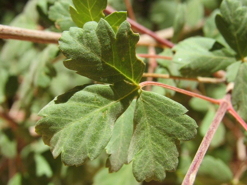Rocky Mountain Maple photo 5
