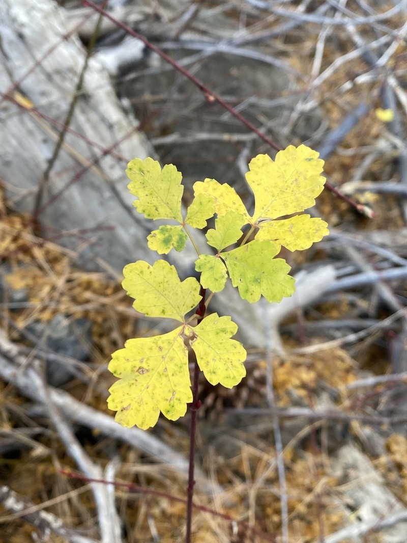 Rocky Mountain Maple photo 6