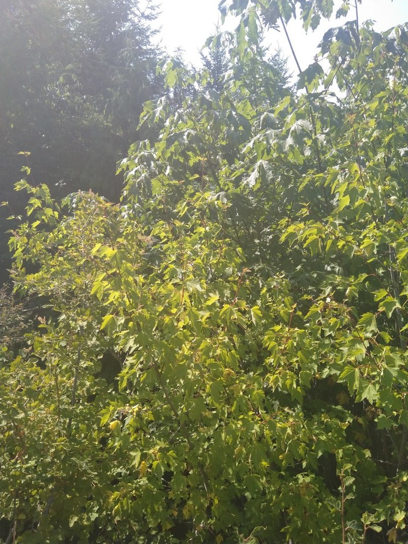 Rocky Mountain Maple photo 7