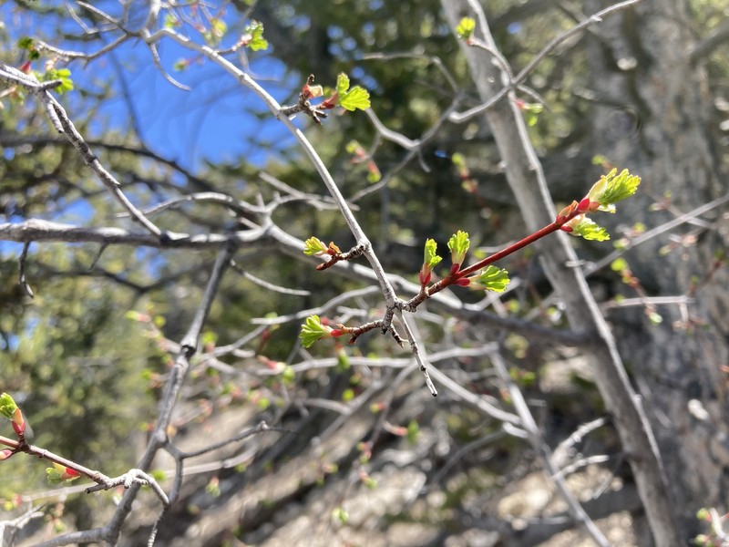 Acer glabrum var. diffusum photo 2